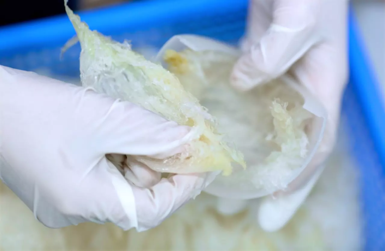 Yến Đảo Có Thực Sự Tốt Hơn Yến Nhà?